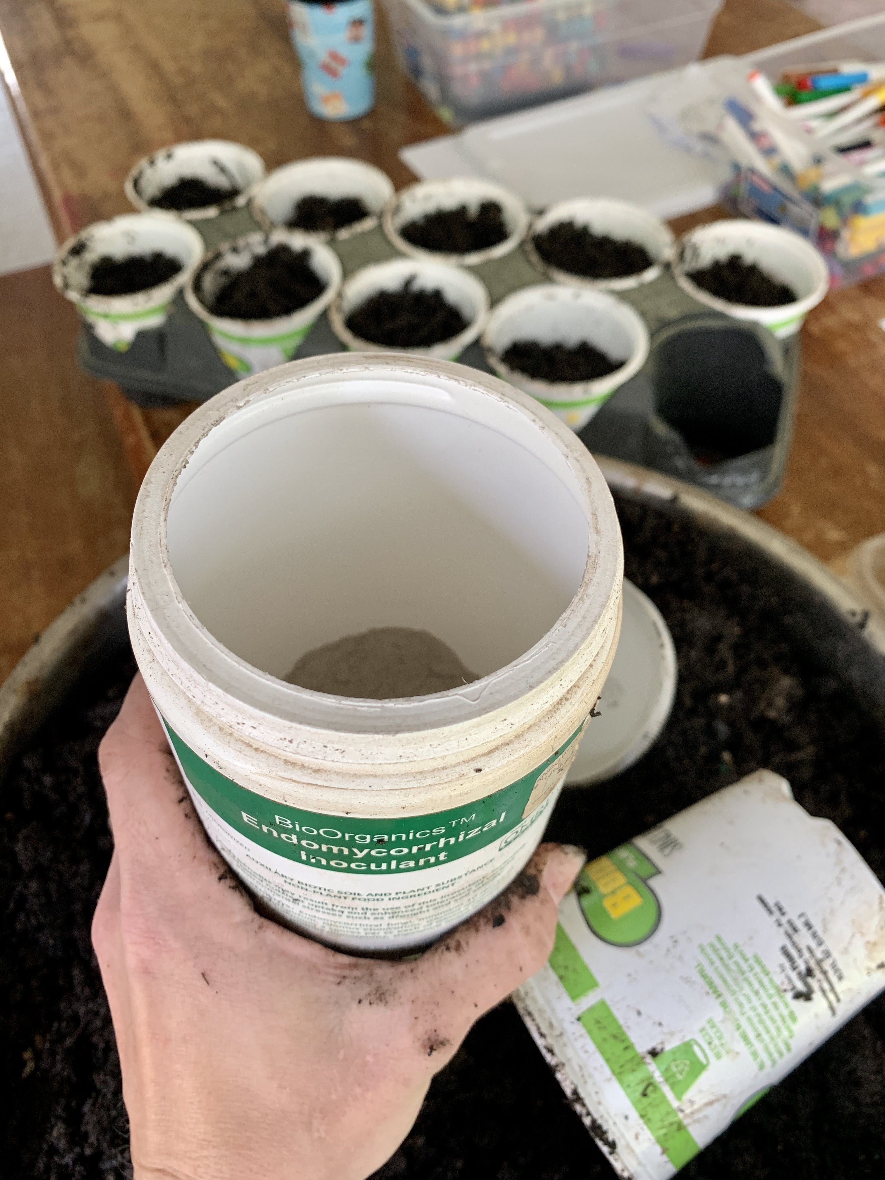 seedlings